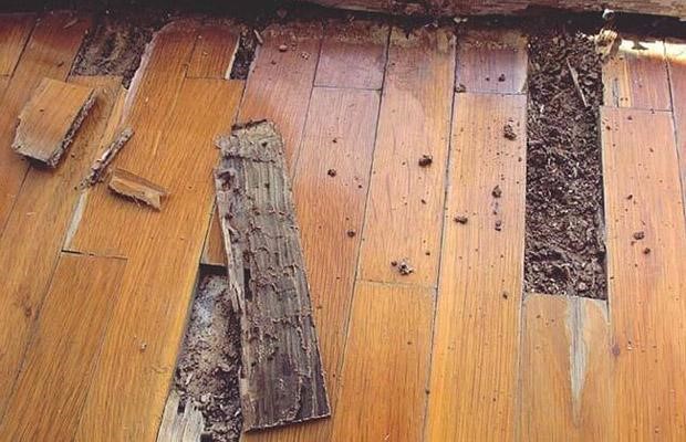 Tổng Hợp Cách Diệt Mối Sàn Gỗ Từ A Đến Z Cho Các Gia Chủ